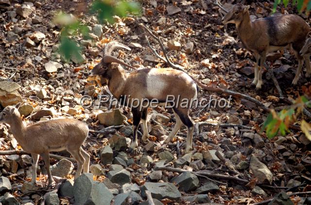chypre 16.JPG - Mouflons de ChypreCyprian mouflon Ovis orientalis ophionTroodosChypre